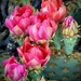 The Prickly Pear Are Coming Into Bloom ~ Part 2 by 365projectorgbilllaing
