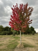 28th Sep 2022 - Autumn colours on the tree...