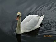 5th May 2023 - A Father swan guarding the Mother swan on their nest..