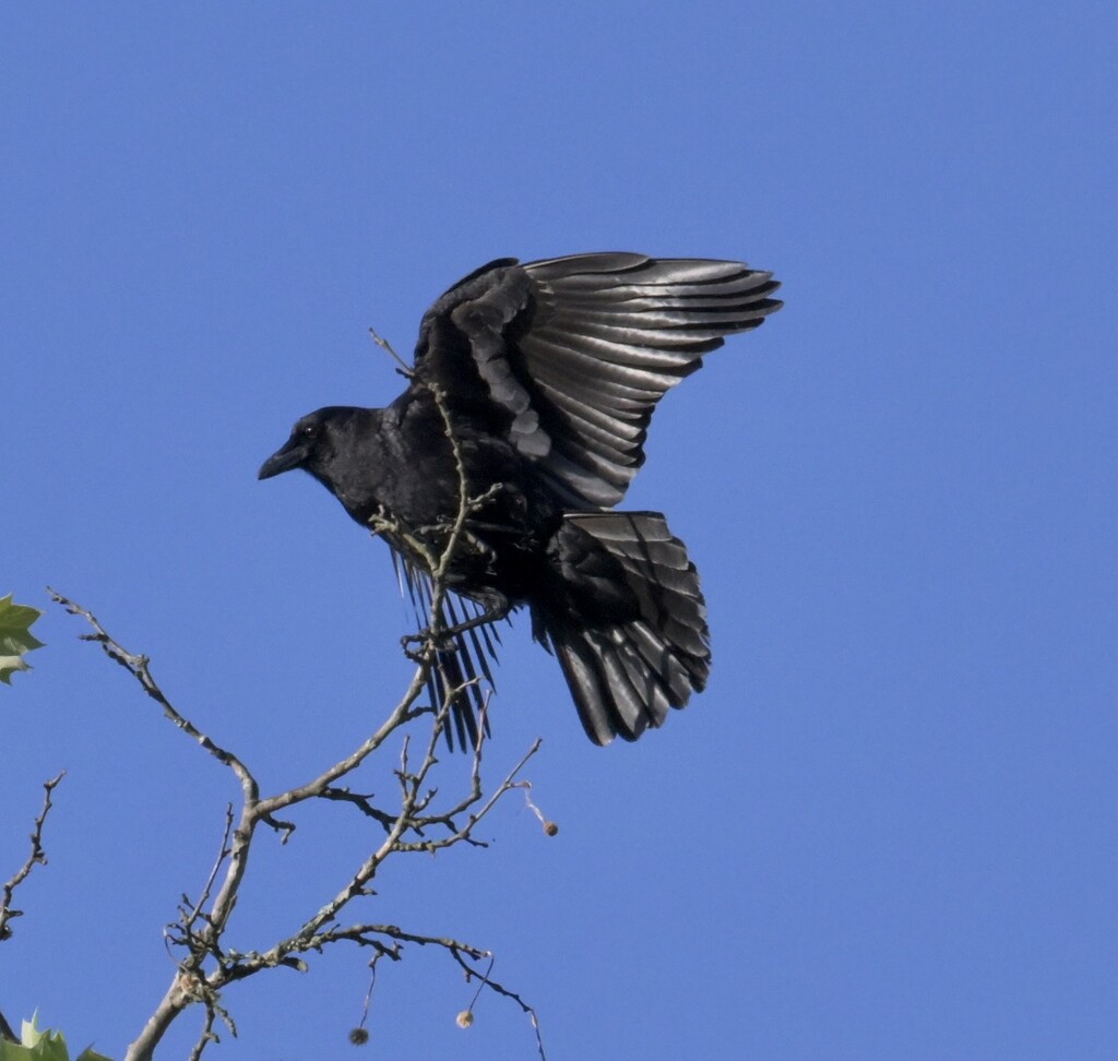 American Crow by kathyladley