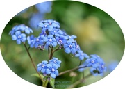 5th May 2023 - Forget-Me-Not