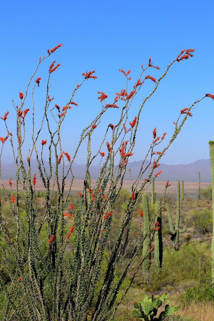 blooming ocotillo by blueberry1222