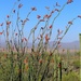 blooming ocotillo by blueberry1222