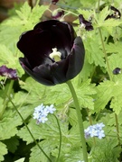 5th May 2023 - The darkest tulip I’ve yet grown