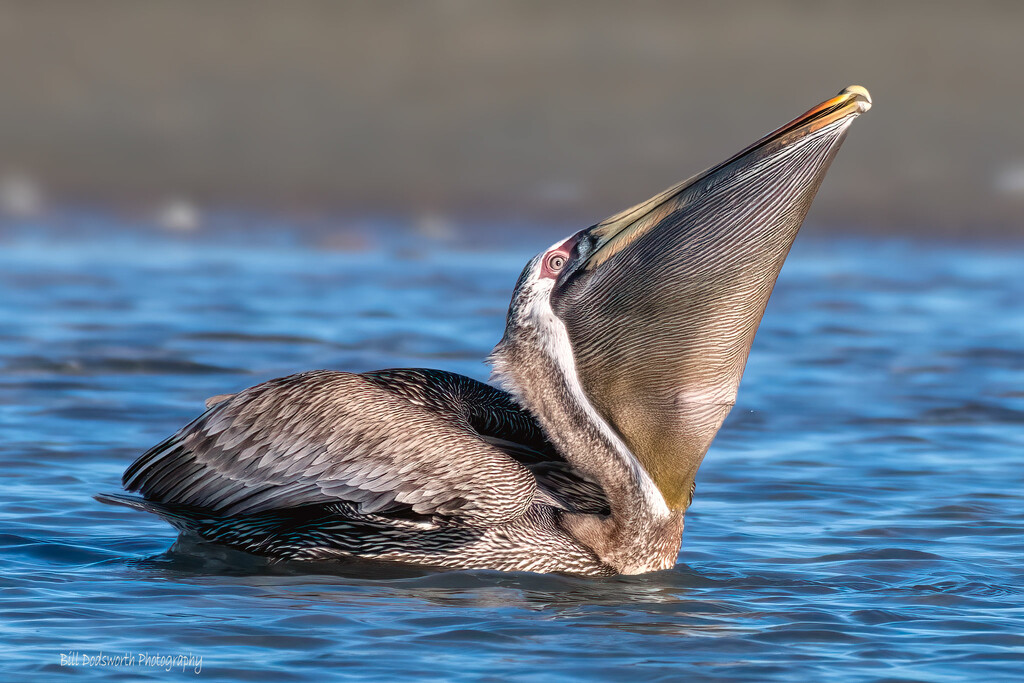 Brown Pelican by photographycrazy