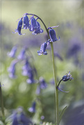 4th May 2023 - Dreamy Bluebells