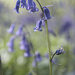 Dreamy Bluebells by helenhall