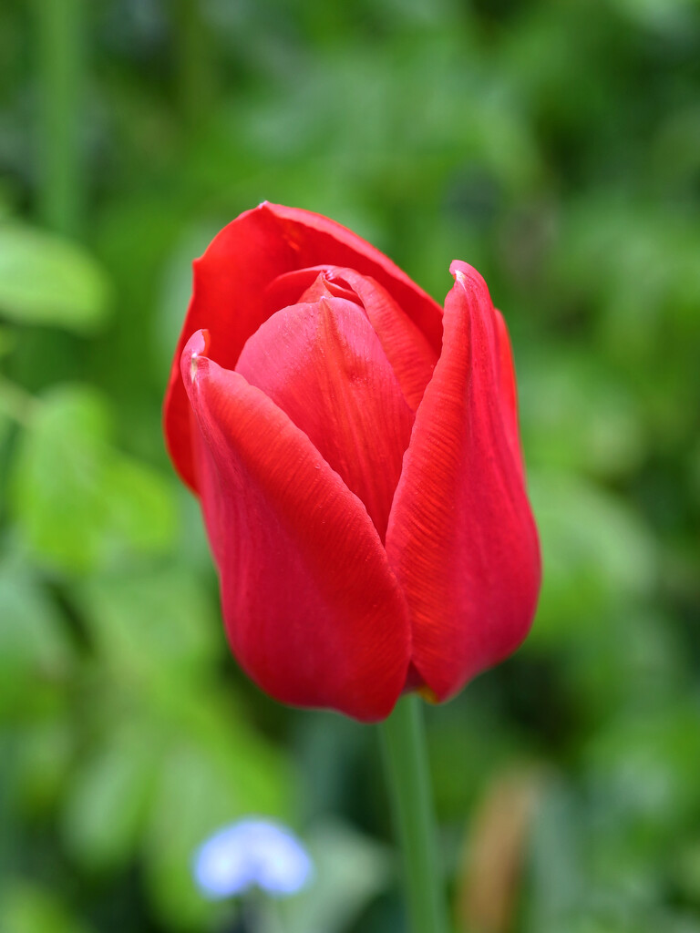 Red Tulip...........749 by neil_ge