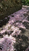 5th May 2023 - Blossom Carpet 