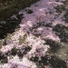 Blossom Carpet  by 365projectorgjoworboys