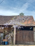 5th May 2023 - Wisteria