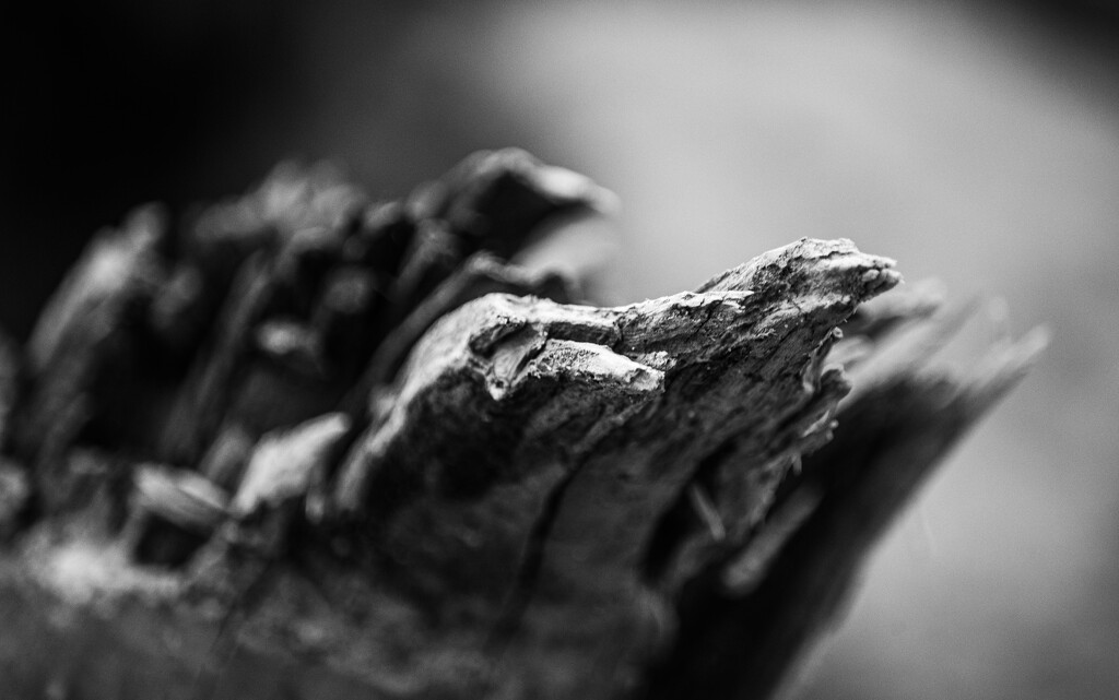 Driftwood by darchibald