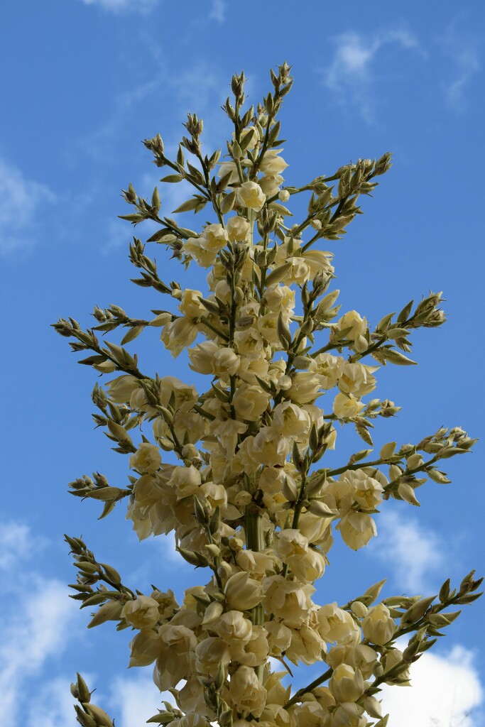 Sky and Yucca blooms by sandlily