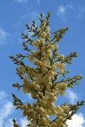 4th May 2023 - Sky and Yucca blooms
