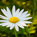 Dewdrops on Daisies by seacreature