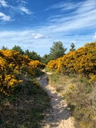 5th May 2023 - Gorgeous gorse!