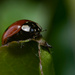 Ladybird by stevejacob