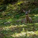 Mule deer taking a rest by theredcamera