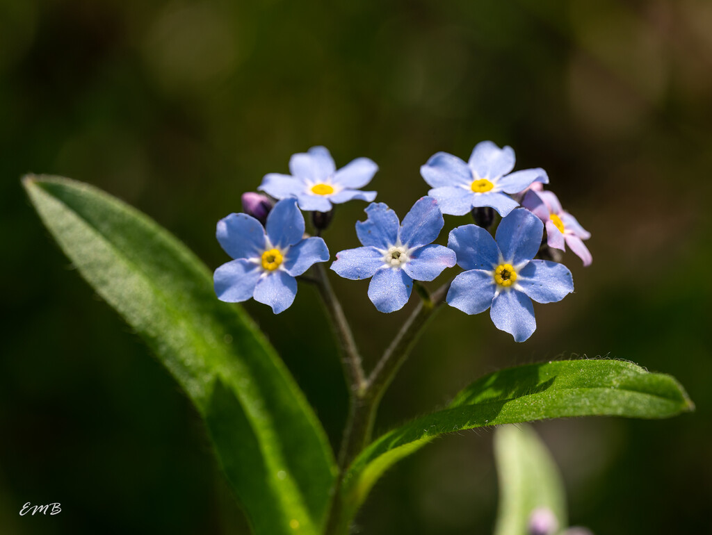 Forget-me-nots by theredcamera