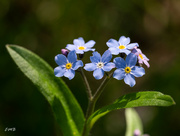 5th May 2023 - Forget-me-nots