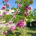 Розовое дерево by cisaar