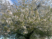 4th May 2023 - Blossom Tree