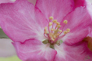 30th Apr 2023 - Crabapple Blossom