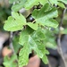 Fig Leaves by loweygrace