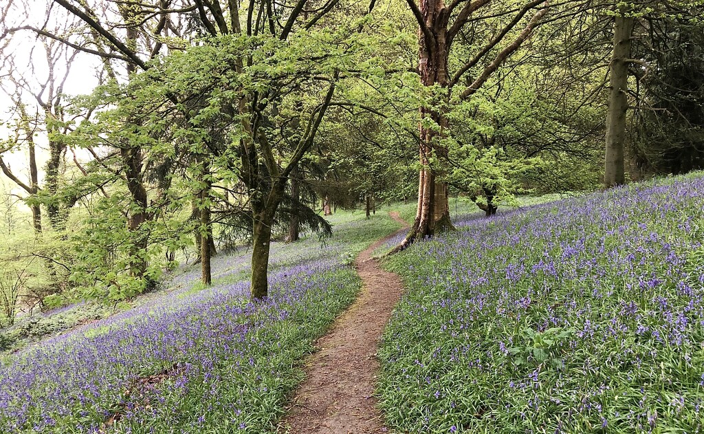 Walking Through the Bluebells by susiemc