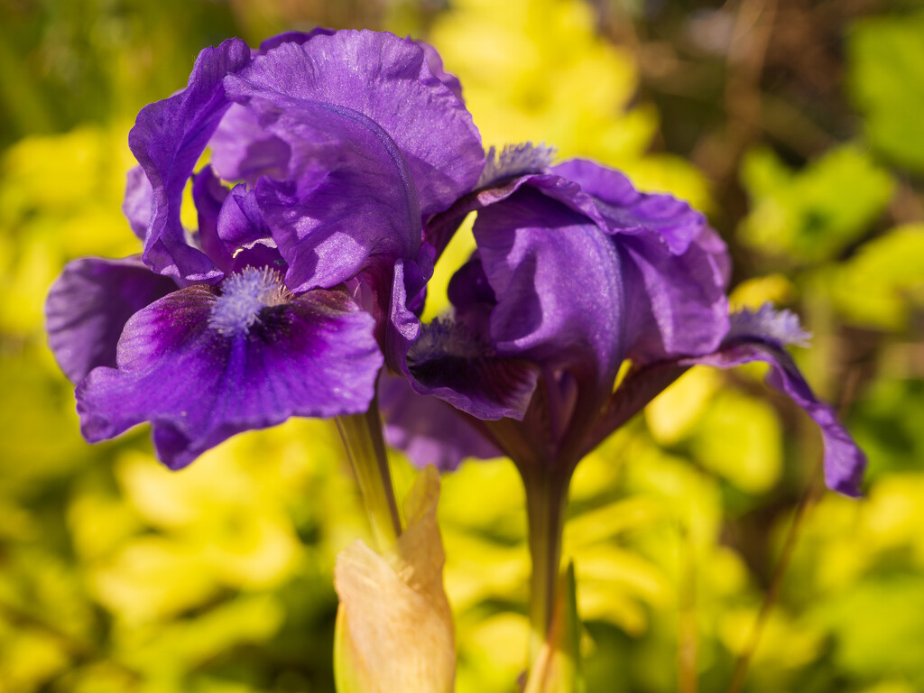 purple iris by josiegilbert