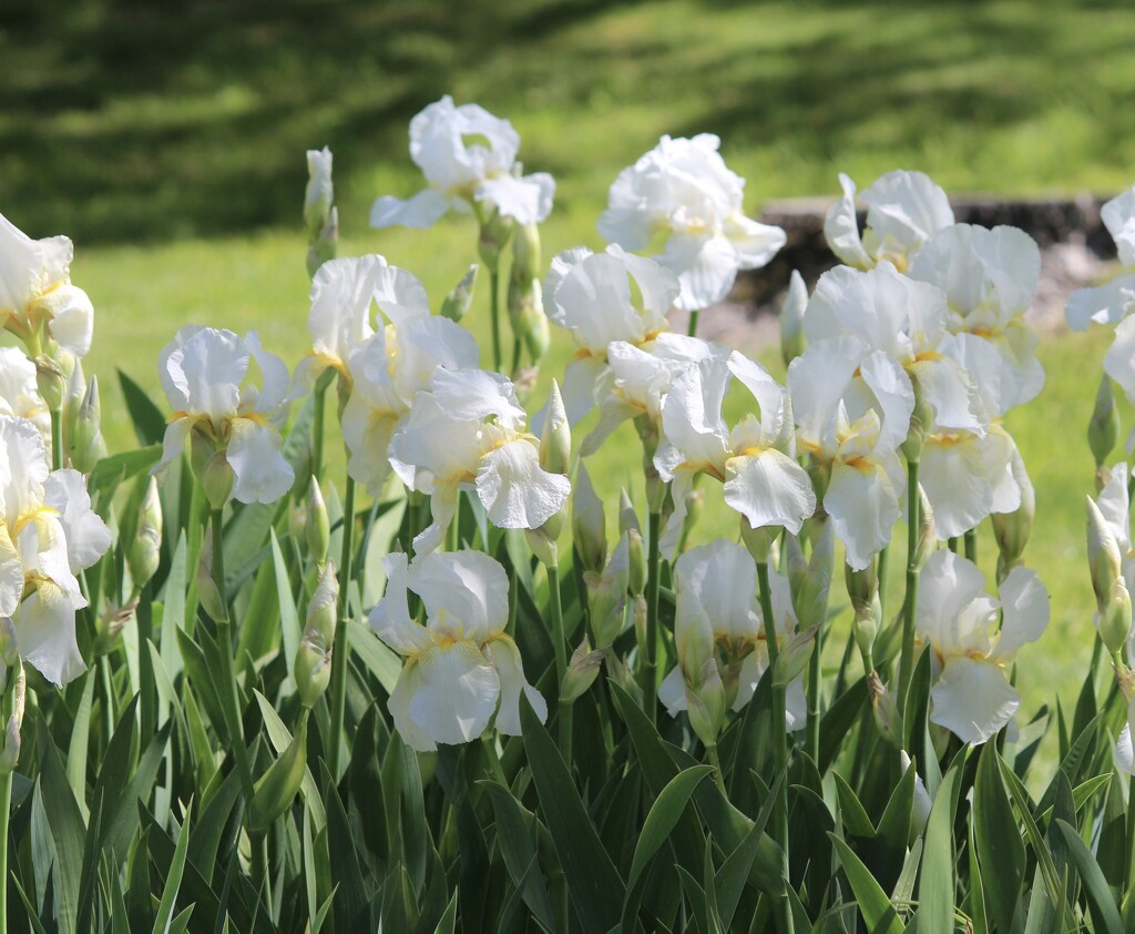 White Iris by essiesue