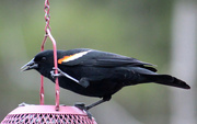 5th May 2023 - Male Red-Winged Black Bird