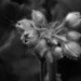 Geranium buds... by marlboromaam
