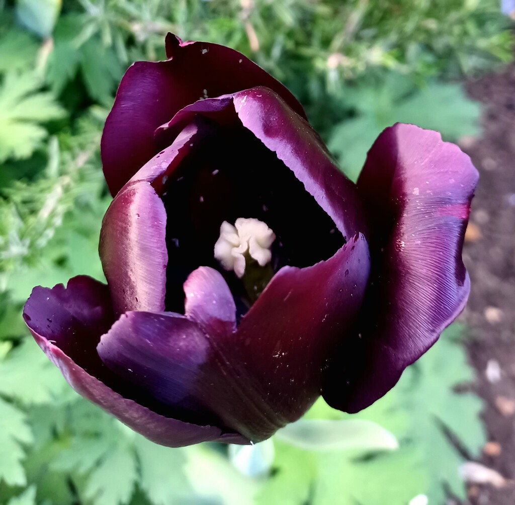Black tulip by busylady