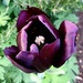 Black tulip by busylady