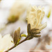 A Yellow Magnolia Flower by gardencat
