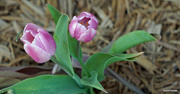 5th May 2023 - Multi colored tulip