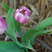 Multi colored tulip by larrysphotos