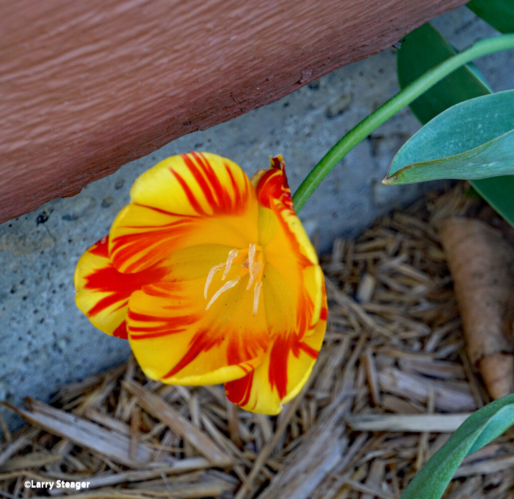 Yellow and red flame tulip by larrysphotos