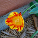 Yellow and red flame tulip by larrysphotos