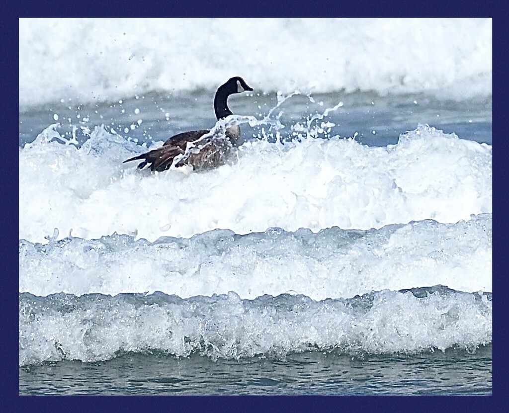 A Canadian Goose enjoying a swim     Day 6 by Dawn