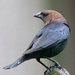 Brown Headed Cowbird by lsquared