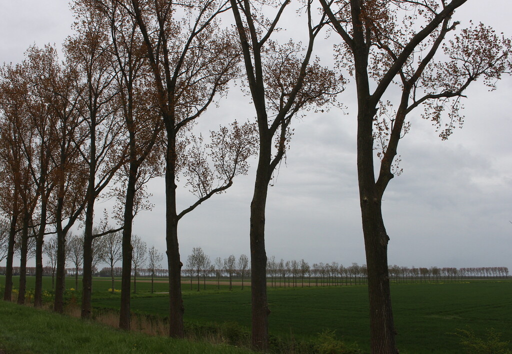 Lines of trees  by pyrrhula
