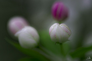 29th Apr 2023 - White Crabapple Blossoms