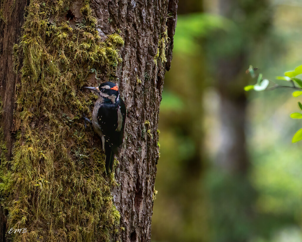 Downey Woodpecker by theredcamera