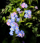 5th May 2023 - Forget me not
