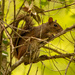 Squirrel in the Limbs! by rickster549