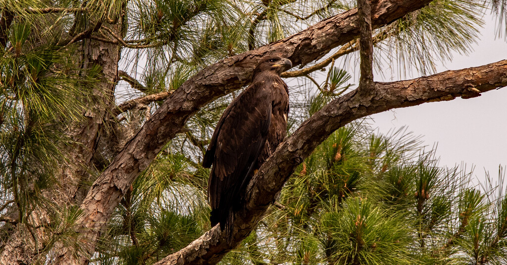 Eagle Baby Hanging On! by rickster549