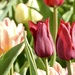 tulip time by amyk