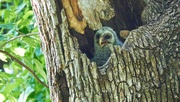 5th May 2023 - 124 - baby Barred Owl